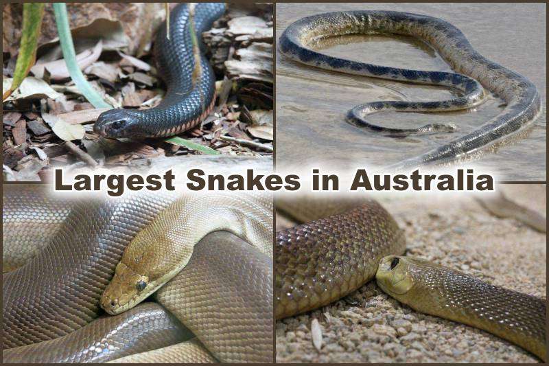Largest Snakes in Australia