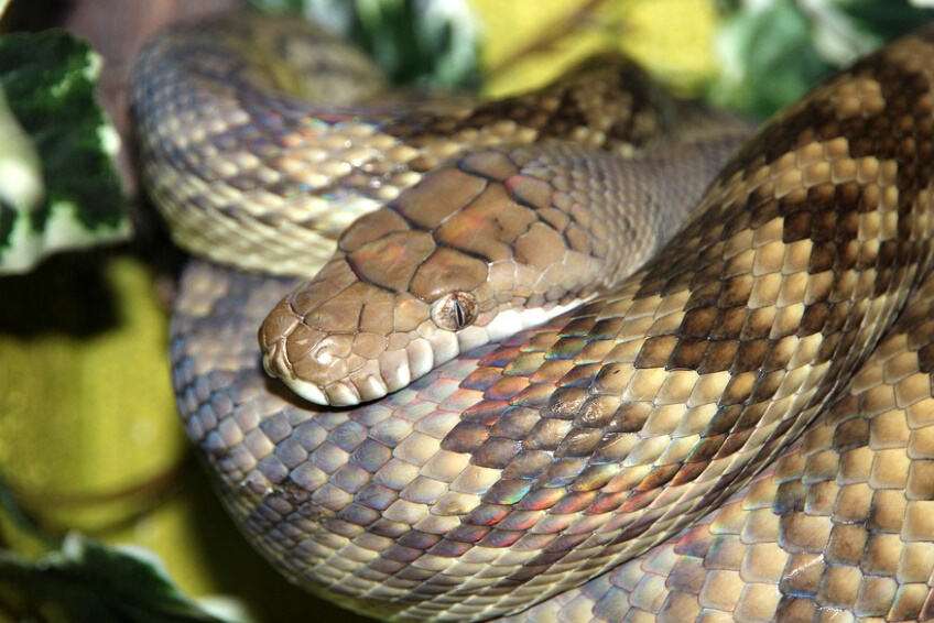australian scrub python