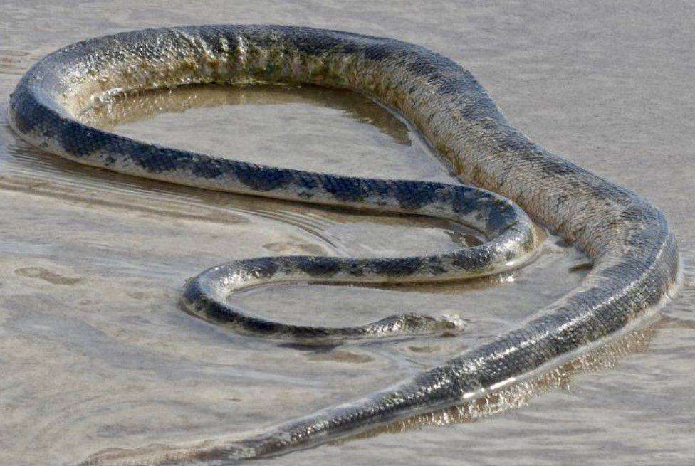 Elegant Sea Snake 