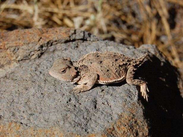 Pygmy short-horned lizard