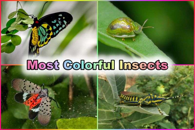 Most Colorful Insects