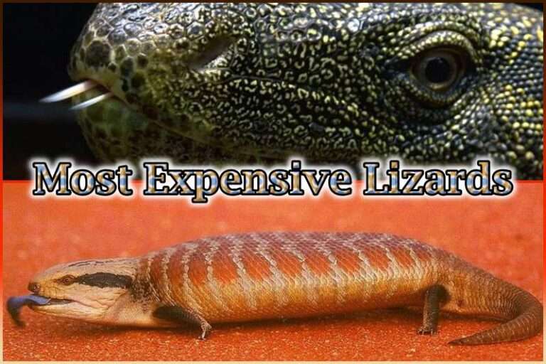 Most Expensive Lizards