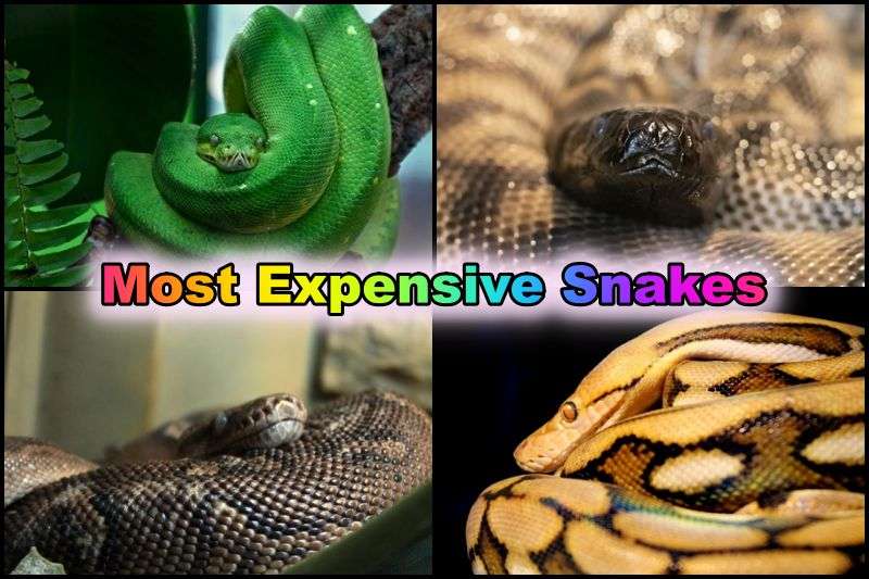 Most Expensive Snakes