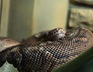 List of 20 Most Expensive Snakes Worldwide - HowitSee