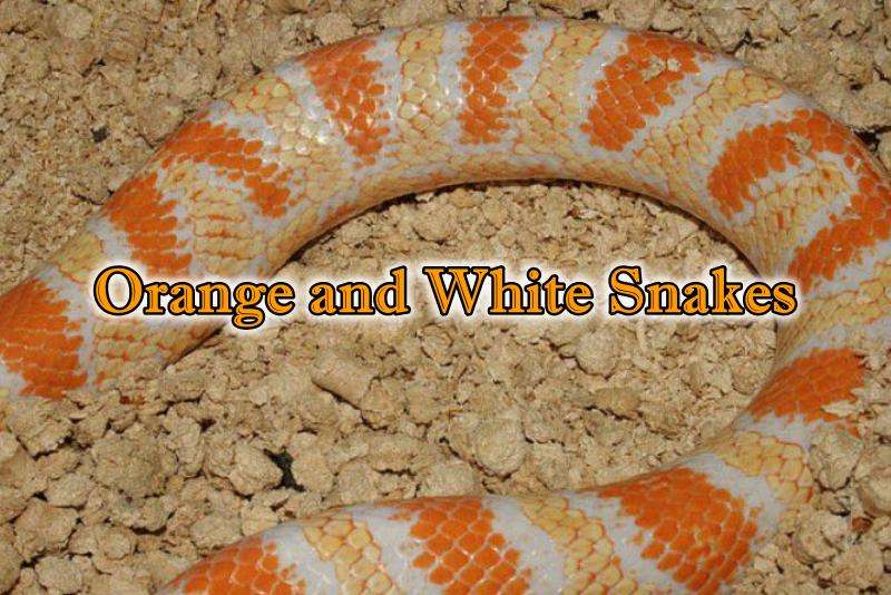 Orange and White Snakes