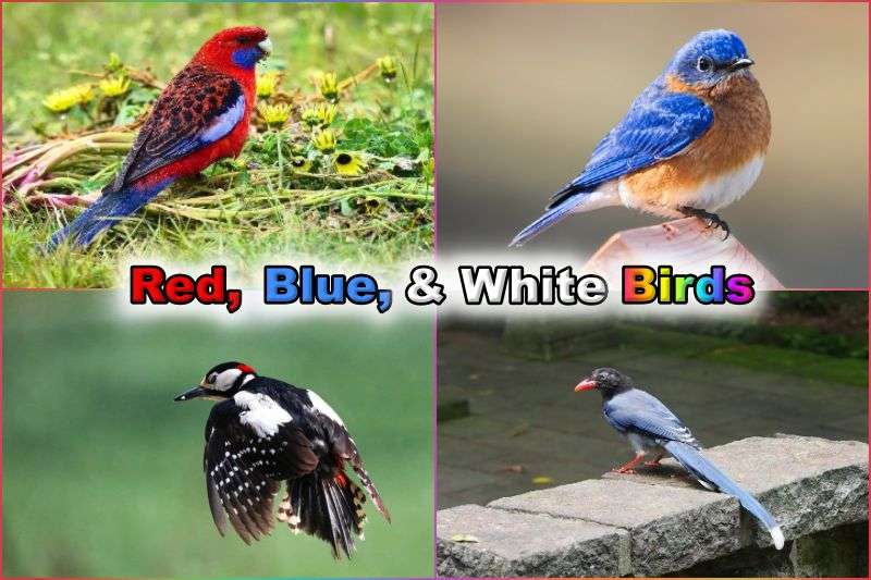 10 Stunning Red, White, and Blue Birds in the World (List) -
