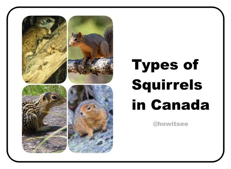 Squirrels in Canada