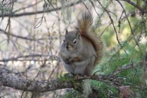 10 Types of Squirrels in Canada (With Pictures) 2023 - HowitSee