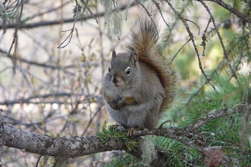 American Red Squirrel