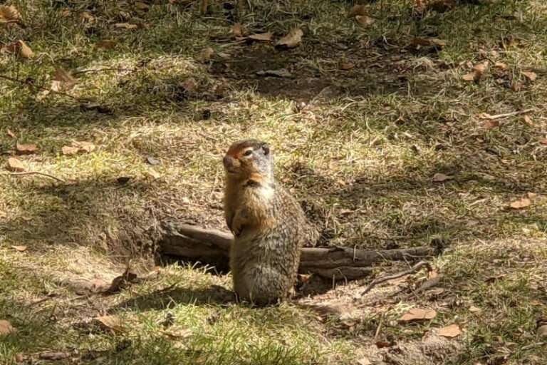 10 Types of Squirrels in Canada (With Pictures) 2023 - HowitSee