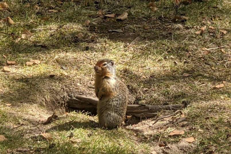 Columbian Ground Squirrel