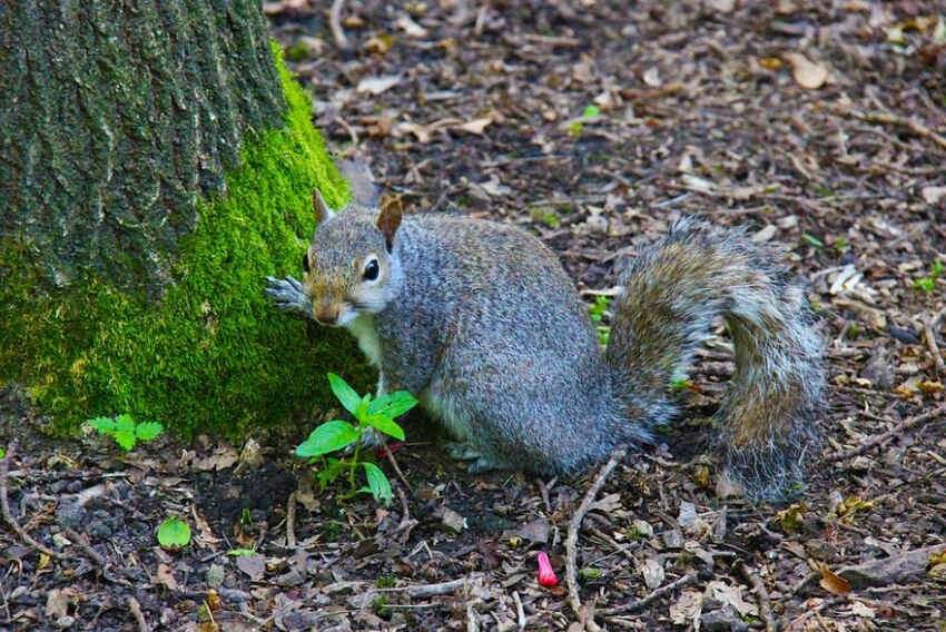 Eastern Gray Squirrel