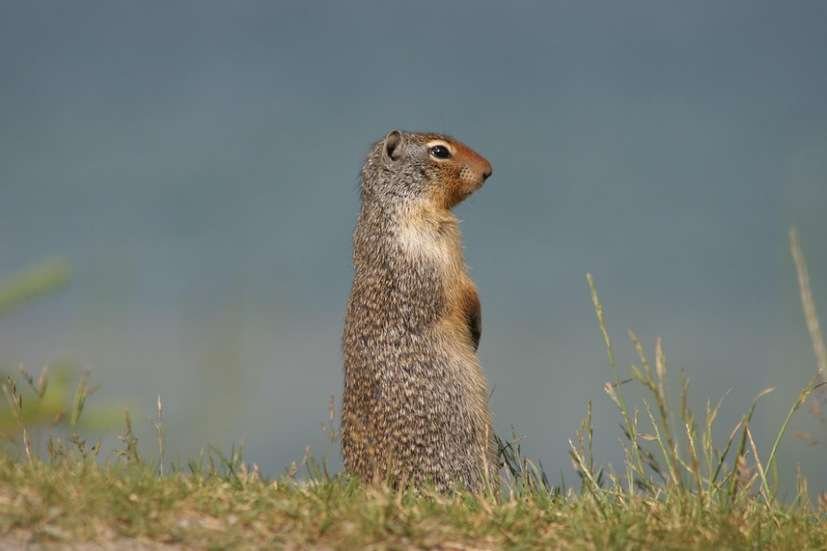 Richardson Squirrel