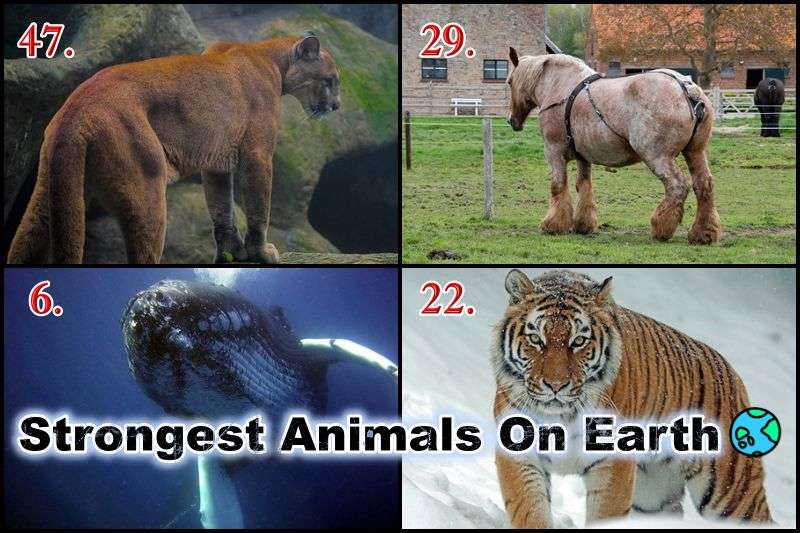 Top 50 Strongest Animals In The World (Ranked by Strength & Size) -