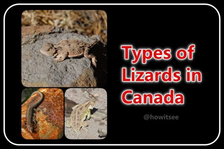 Lizards in Canada