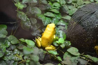 golden poison frog