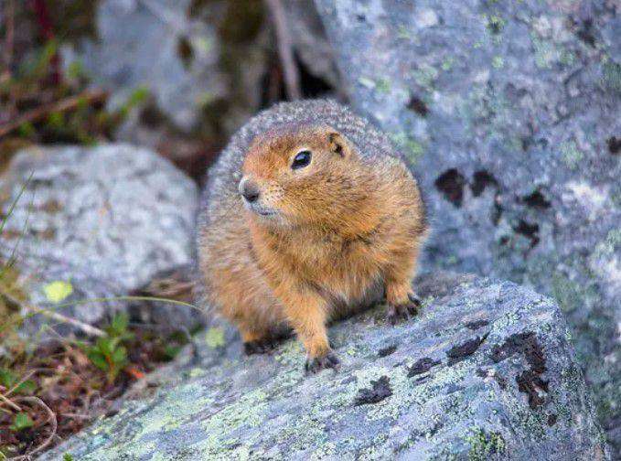 Arctic Ground Squirrel