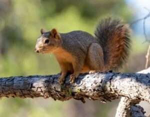 10 Types of Squirrels in Canada (With Pictures) 2023 - HowitSee