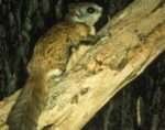 10 Types of Squirrels in Canada (With Pictures) 2023 - HowitSee