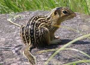 10 Types of Squirrels in Canada (With Pictures) 2023 - HowitSee