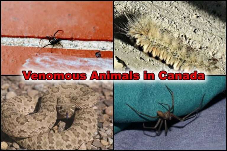 Venomous Animals in Canada