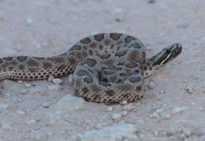 Massasauga Rattlesnake