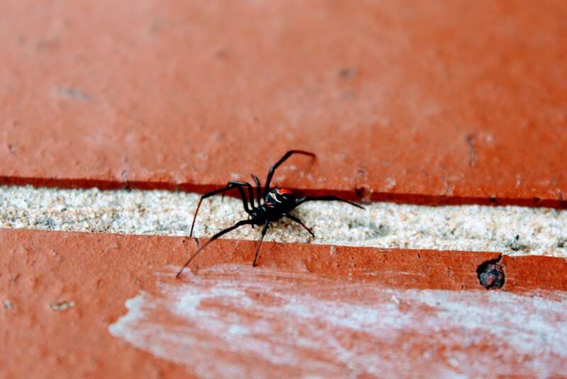 Black widow Spider