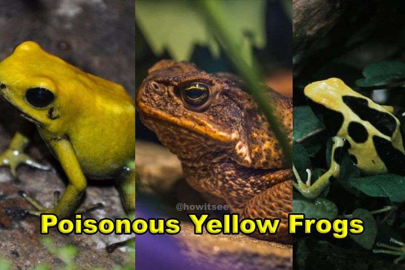 Yellow Frogs