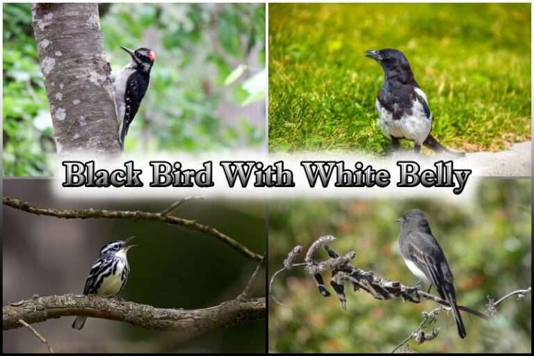 black birds with white belly