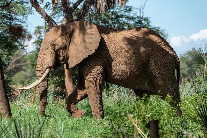 Blue Whale vs Elephant: Who Is Stronger? Compared