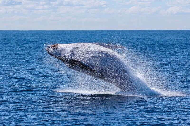 Blue Whale in ocean