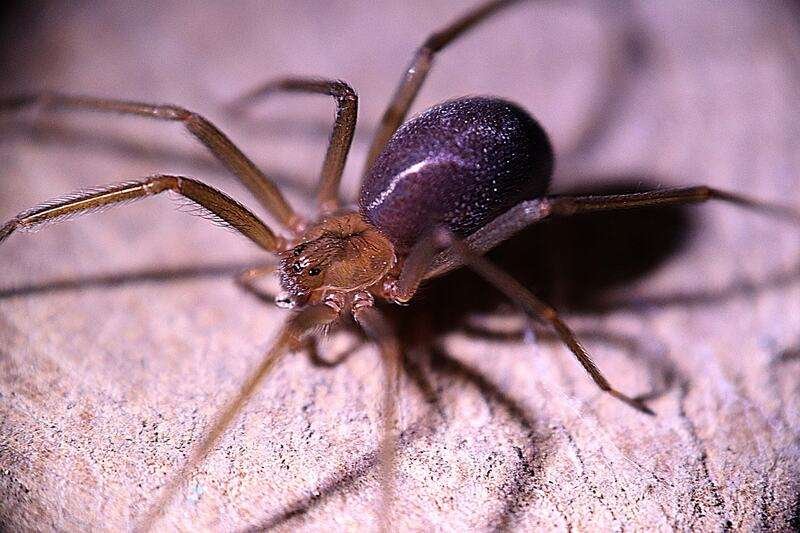 Brown Recluse Spider