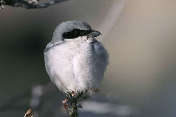 Small Black Bird With White Belly – 9 North American Birds 