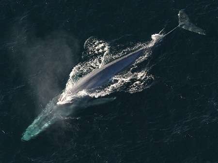 Blue Whale