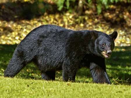 American Black Bear