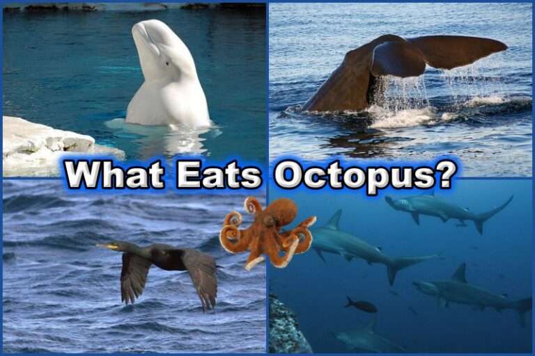 what eats octopus