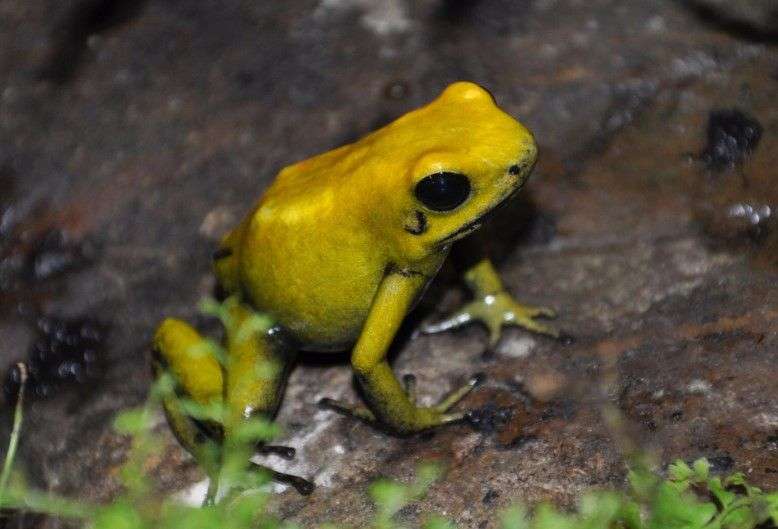 Black-Legged Poison Dart Frog