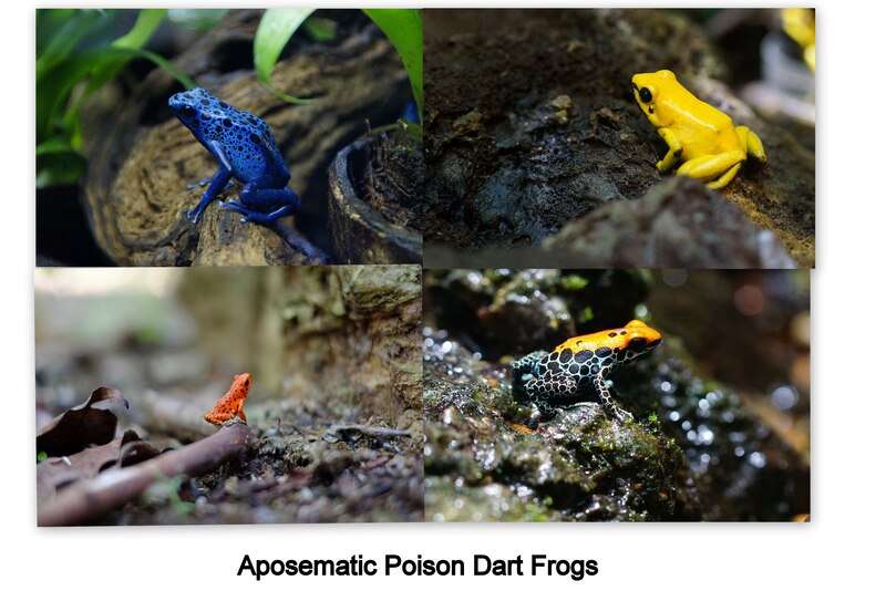 Aposematic poison dart frogs