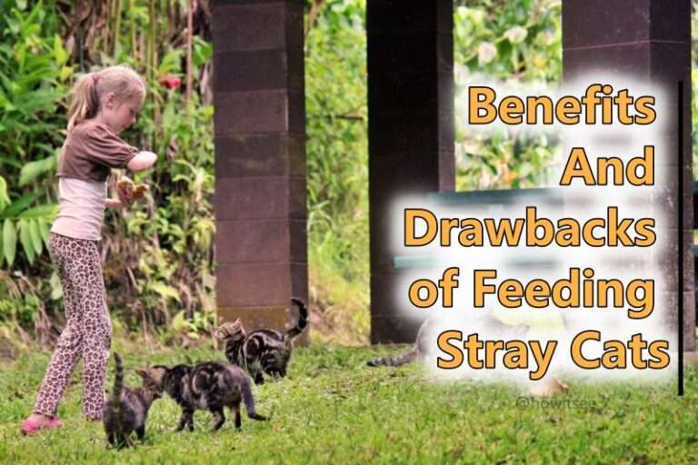 Benefits And Drawbacks of Feeding Stray Cats