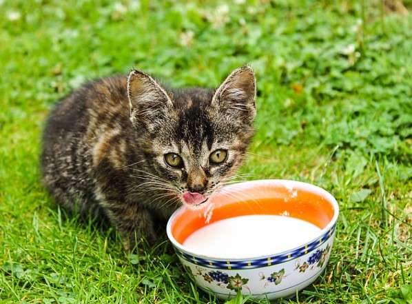 Benefits of Feeding Stray Cats 