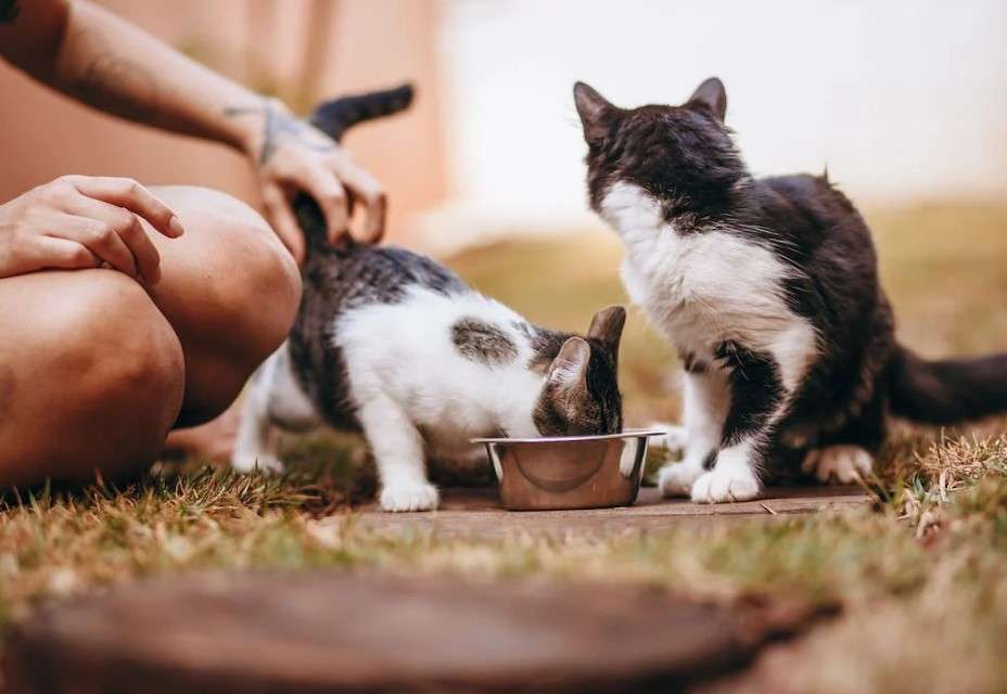 Best Practices For Feeding Stray Cats