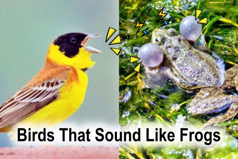 Birds That Sound Like Frogs