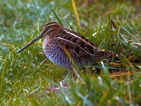 American Woodcock