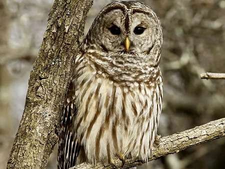 Barred Owl