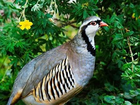 Chukar Partridge