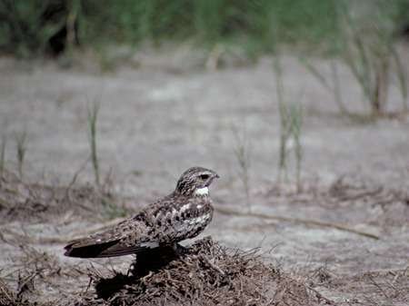 Common Nighthawk