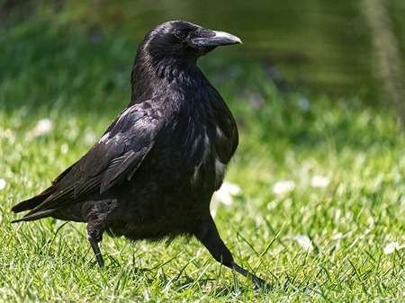 Common Raven