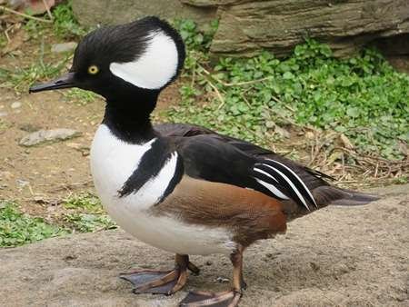 Hooded Merganser