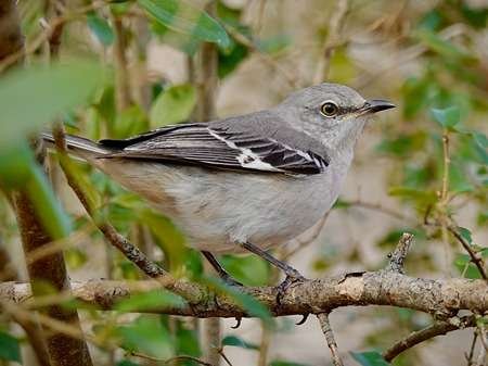 Northern Mockingbird