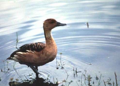 Black Bird with Brown Head_Fulvous Whistling Duck